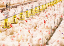 Sistema FAEP pede medidas para reabrir mercado internacional ao frango paranaense