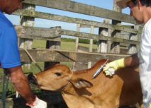 Pecuaristas podem comprovar vacinação da febre aftosa até dia 10 de junho