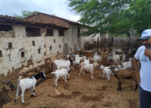 Negócio Certo Rural ajuda produtor a voltar da cidade para o campo