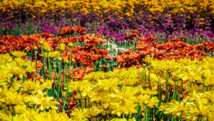 Mão de obra pode limitar crescimento do setor de flores e plantas ornamentais em 2025