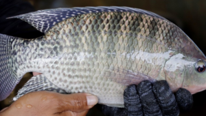 Sistema FAEP manifesta preocupação com possível classificação da tilápia como espécie invasora