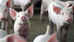 Apesar do recorde de produção, suinocultura não melhora remuneração ao produtor