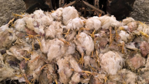 Produtor rural convive com apagões e prejuízos enquanto Copel registra lucro bilionário