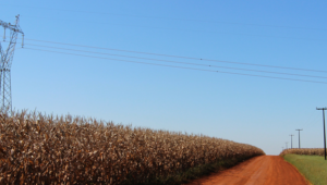 Sistema FAEP apoia PL que repara produtor rural por perdas decorrentes da falta de energia elétrica