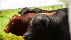 Produtores que adotam gestão técnica atravessam ciclo pecuário com maior margem