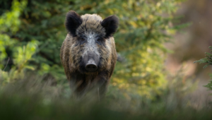 Pesquisa vai dimensionar a presença de javalis no meio rural