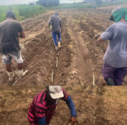 Programa Forrageiras do Ceará encerra 2025 com quase 500 Unidades Disseminadoras de Tecnologia