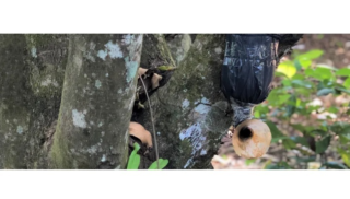 Senar lança curso sobre captura de abelhas sem ferrão
