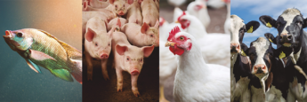 Paraná reúne capitais nacionais das proteínas animais