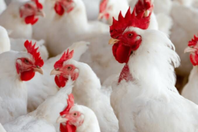 Senar Sergipe abre inscrições para novos cursos gratuitos e online nas áreas de avicultura e bem-estar animal