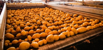 Aumento da demanda elevará a colheita de batata em Minas