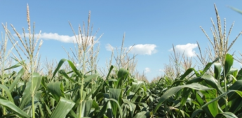 Crédito Rural: Demanda diminui 2% em Minas Gerais