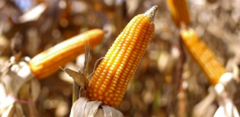 CNA destaca importância do Proagro na estabilidade da produção agrícola