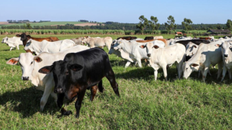 Campanha de atualização dos rebanhos tem início no Paraná