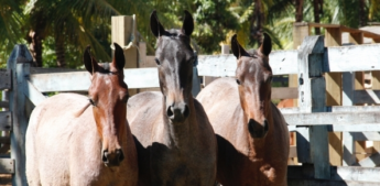 Criação e venda de cavalos movimenta R$ 13 milhões no Espírito Santo