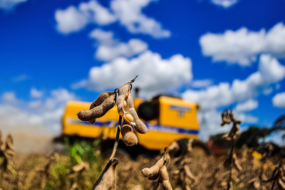 Em meio à volatilidade dos preços das commodities, Sistema Famasul traz algumas alternativas para a gestão de risco no campo