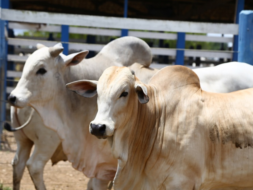Vacinação contra febre aftosa será suspensa em Sergipe a partir de 2024