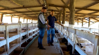 ATeG do Senar ajuda criador de ovinos do DF a melhorar produção de carne