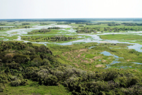 Com faturamento de mais de R$ 1,83 bilhão ao ano, a pecuária é a atividade que mais gera empregos no Pantanal