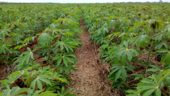 Plantio direto alavanca produtividade de mandioca e hortaliças