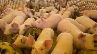 Suinocultura teve ano de recuperação, mas cenário é de cautela