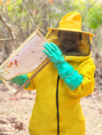 Produção de Mel em Anajatuba: município se transformou em polo produtor com tecnologia e inovação