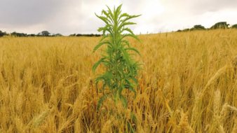 Novo curso do Sistema Faep orienta combate a plantas daninhas em grandes culturas