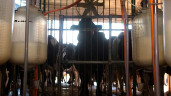 Parceria otimiza ordenha em propriedades rurais