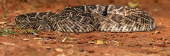 Sistema FAEP orienta o que fazer ao encontrar cobras em propriedades rurais