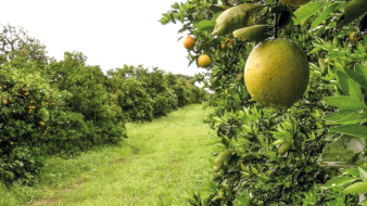 Em alerta, Paraná se une contra o greening