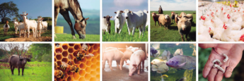 Produtor rural tem até 30 de junho para atualizar rebanho