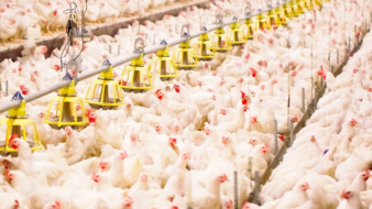 Sistema FAEP pede medidas para reabrir mercado internacional ao frango paranaense