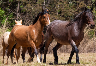 CNA debate avanços do Passaporte Equestre e Lei do Material Genético