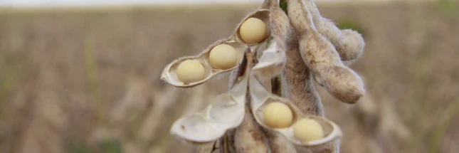 Adapar prorroga prazo de semeadura da soja para produção de sementes