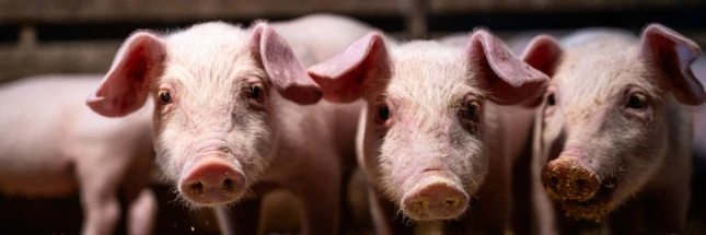 Mão de obra qualificada fortalece suinocultura do Paraná