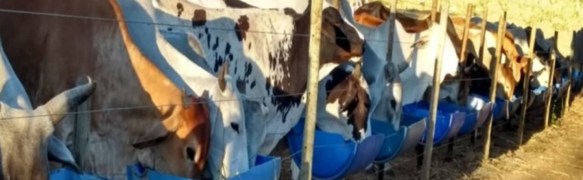 A Te G ja deixa legado para produtores no Norte de MG DESTAQUE