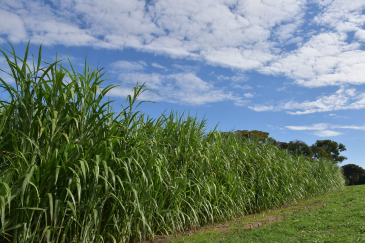 29 jun Assentamento Santa Ana produtor Edifaldo 11 scaled