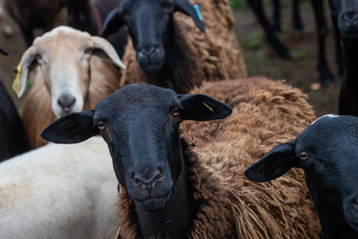 Whats App Image 2022 11 23 at 08 20 15