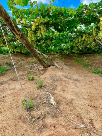 Chuvas em Petrolina parrerais derrubados 2