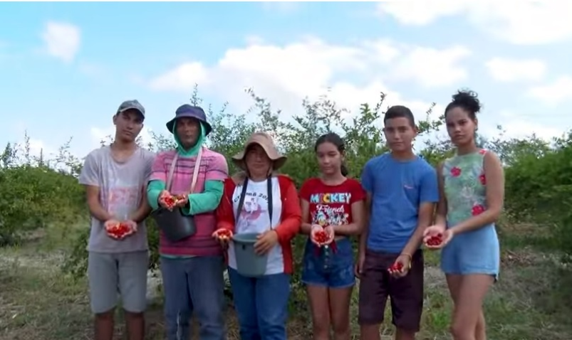 Produtcao acerola Senar