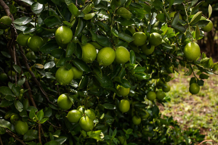 51113809316 2dda7c905f c