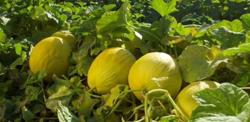 Melao 6 0 79174600 1515008846