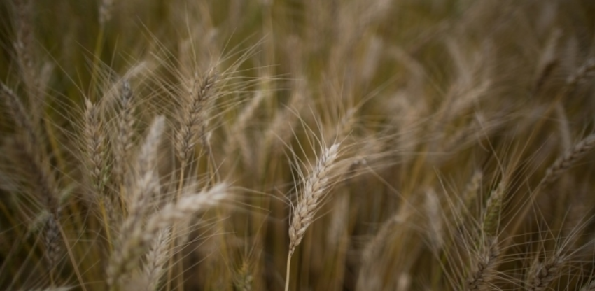 Trigo wendersonaraujo 1 0 21702200 1515008857