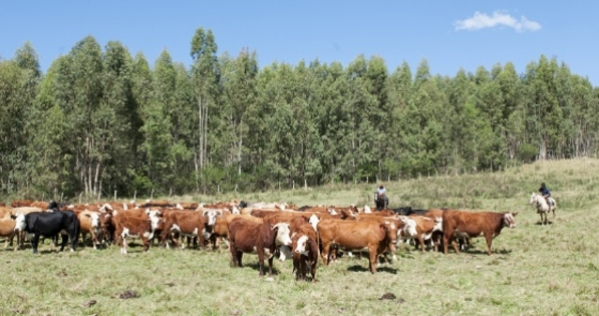 Pecuaria rsa 0 44527700 1515061253