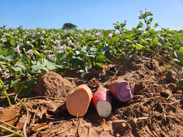 Whats App Image 2024 05 09 at 17 41 34