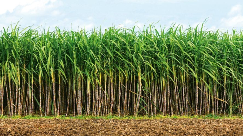 Materia Consecana BI1628