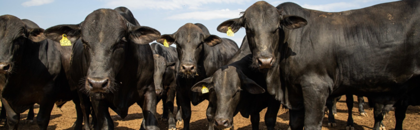 CNA IMAGEM PRINCIPAL 1