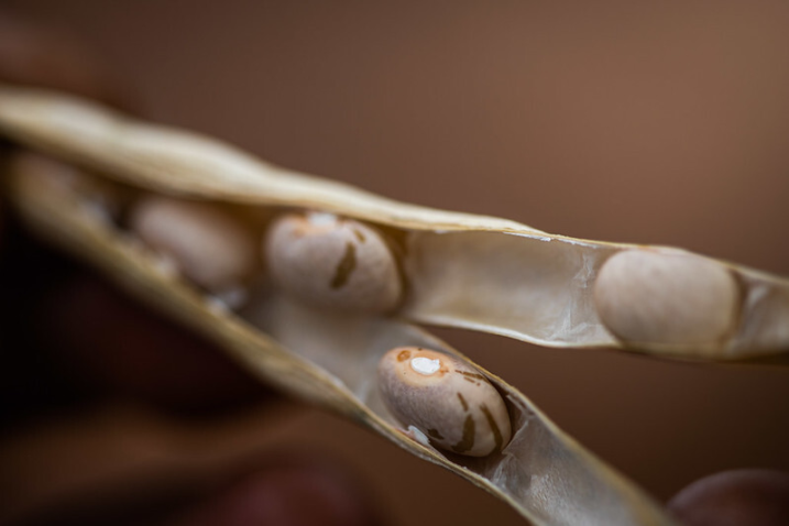 50897407803 ceea9ab425 c