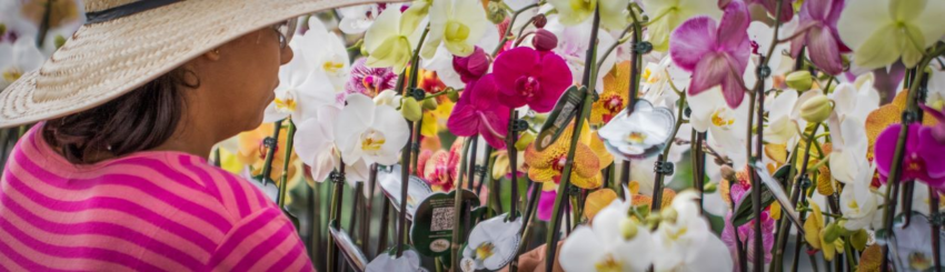 5 Hortalicas e Flores