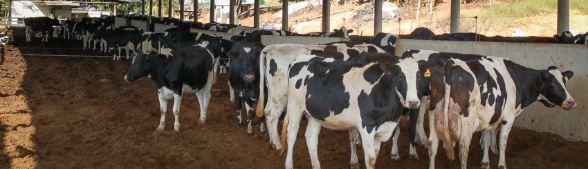 Pecuaria de leite